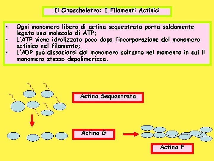 Il Citoscheletro: I Filamenti Actinici • • • Ogni monomero libero di actina sequestrata