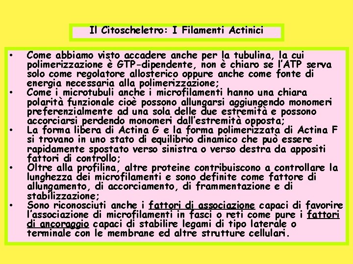 Il Citoscheletro: I Filamenti Actinici • • • Come abbiamo visto accadere anche per