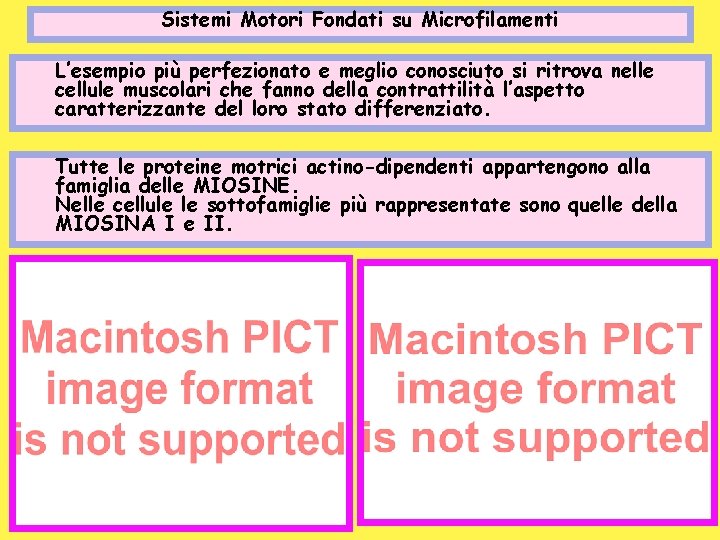 Sistemi Motori Fondati su Microfilamenti L’esempio più perfezionato e meglio conosciuto si ritrova nelle