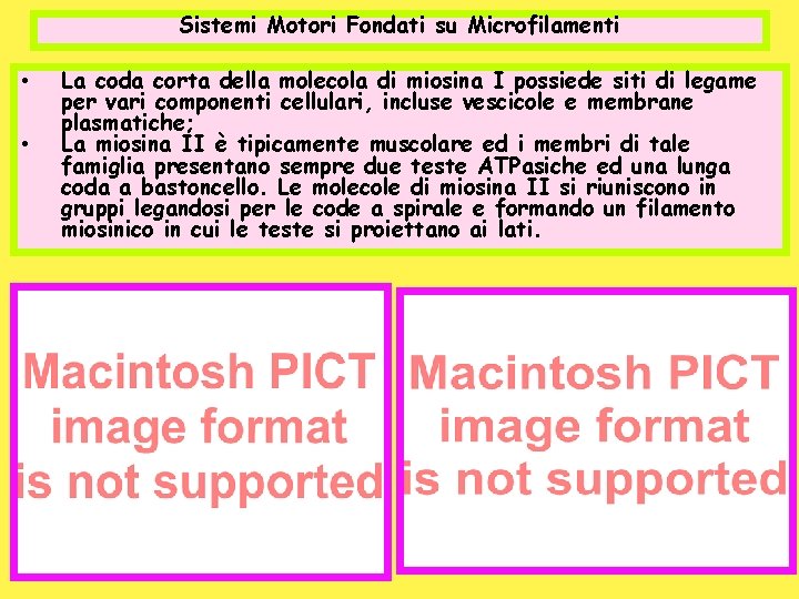 Sistemi Motori Fondati su Microfilamenti • • La coda corta della molecola di miosina