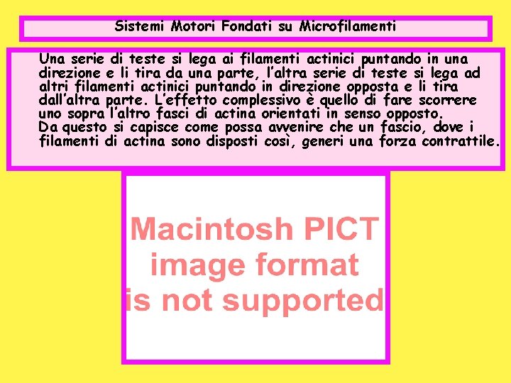 Sistemi Motori Fondati su Microfilamenti Una serie di teste si lega ai filamenti actinici