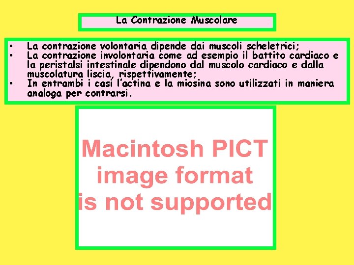 La Contrazione Muscolare • • • La contrazione volontaria dipende dai muscoli scheletrici; La