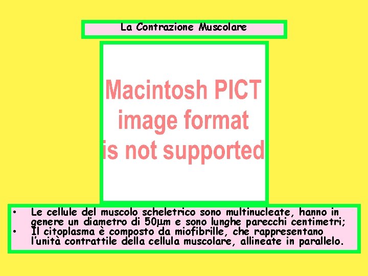 La Contrazione Muscolare • • Le cellule del muscolo scheletrico sono multinucleate, hanno in