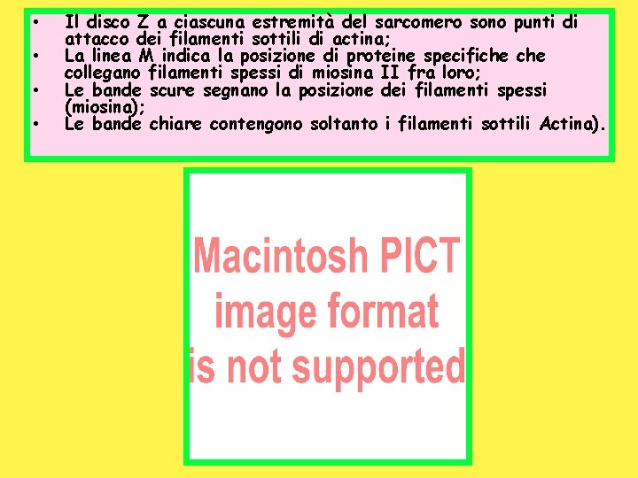  • • Il disco Z a ciascuna estremità del sarcomero sono punti di