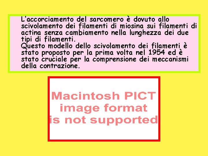 L’accorciamento del sarcomero è dovuto allo scivolamento dei filamenti di miosina sui filamenti di