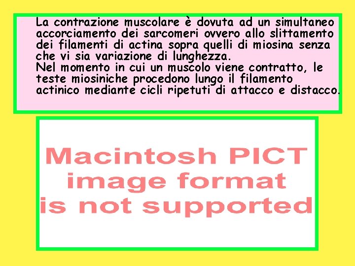 La contrazione muscolare è dovuta ad un simultaneo accorciamento dei sarcomeri ovvero allo slittamento