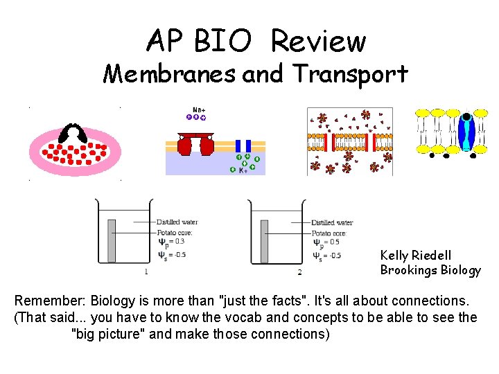AP BIO Review Membranes and Transport Kelly Riedell Brookings Biology Remember: Biology is more