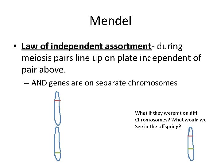 Mendel • Law of independent assortment- during meiosis pairs line up on plate independent Mendel • Law of independent assortment- during meiosis pairs line up on plate independent