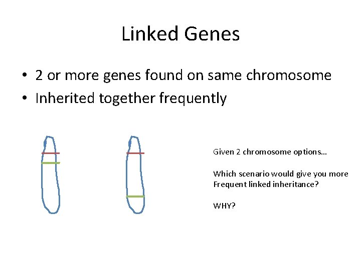 Linked Genes • 2 or more genes found on same chromosome • Inherited together Linked Genes • 2 or more genes found on same chromosome • Inherited together
