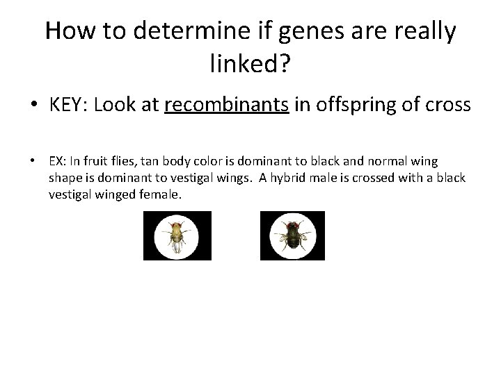 How to determine if genes are really linked? • KEY: Look at recombinants in How to determine if genes are really linked? • KEY: Look at recombinants in