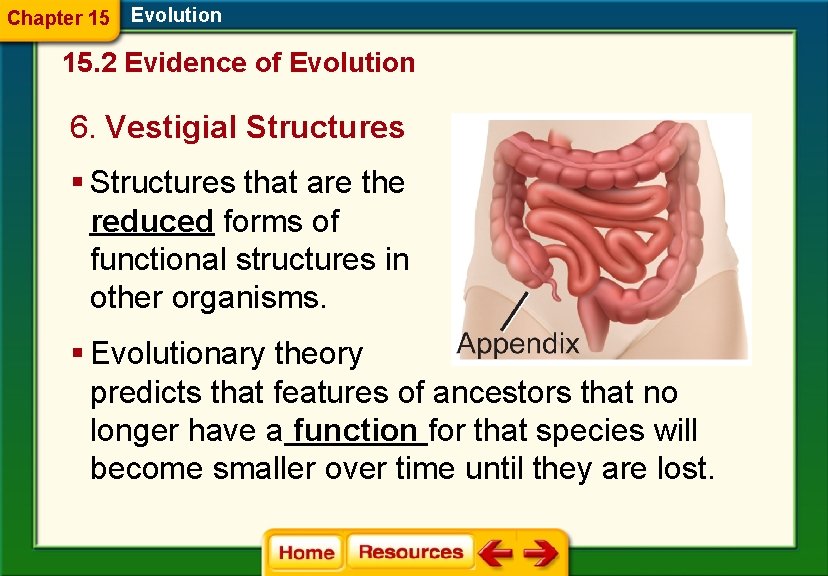 Chapter 15 Evolution 15. 2 Evidence of Evolution 6. Vestigial Structures § Structures that