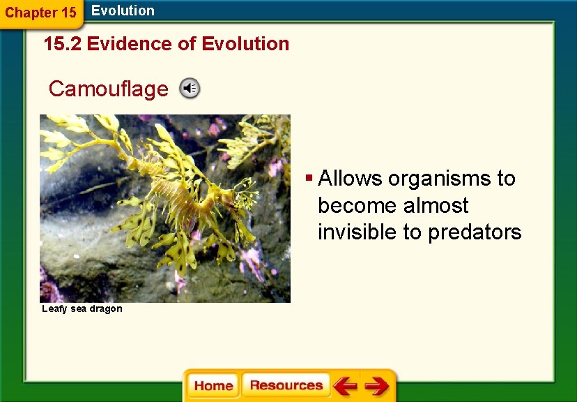 Chapter 15 Evolution 15. 2 Evidence of Evolution Camouflage § Allows organisms to become