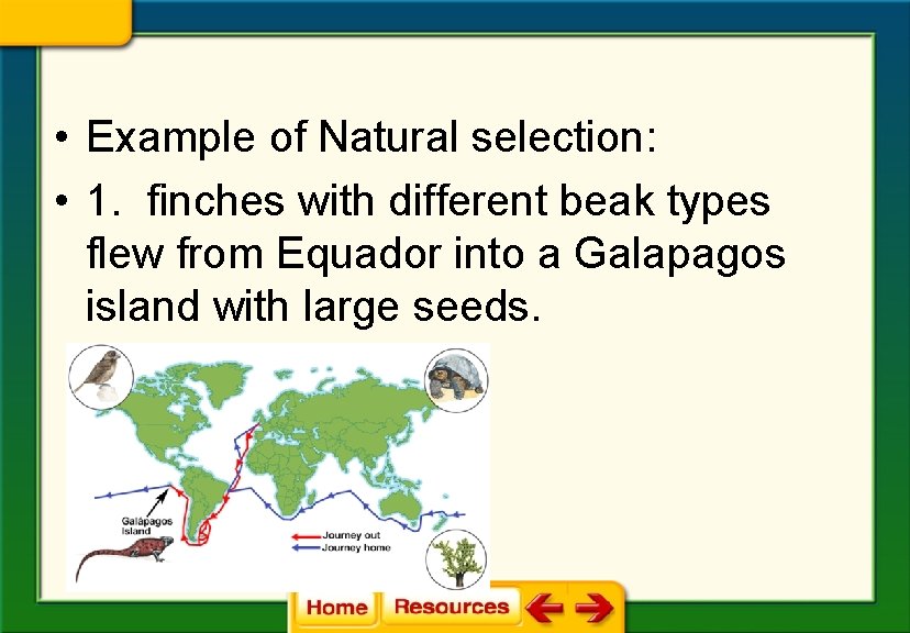  • Example of Natural selection: • 1. finches with different beak types flew