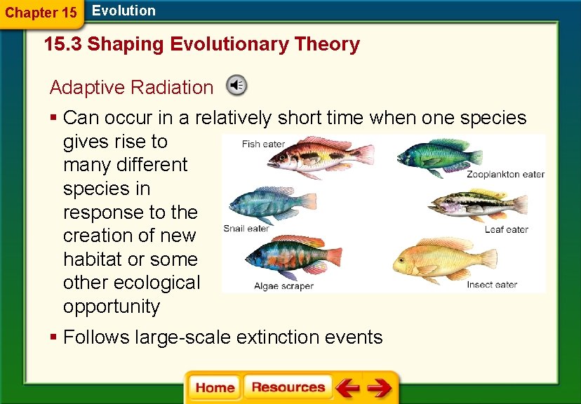 Chapter 15 Evolution 15. 3 Shaping Evolutionary Theory Adaptive Radiation § Can occur in