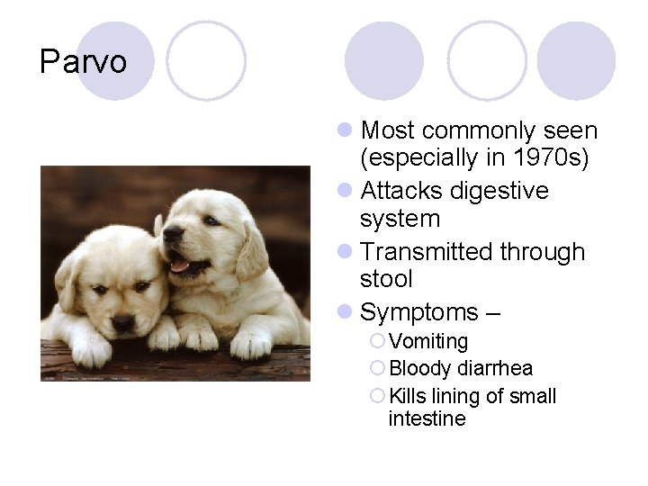 Parvo l Most commonly seen (especially in 1970 s) l Attacks digestive system l