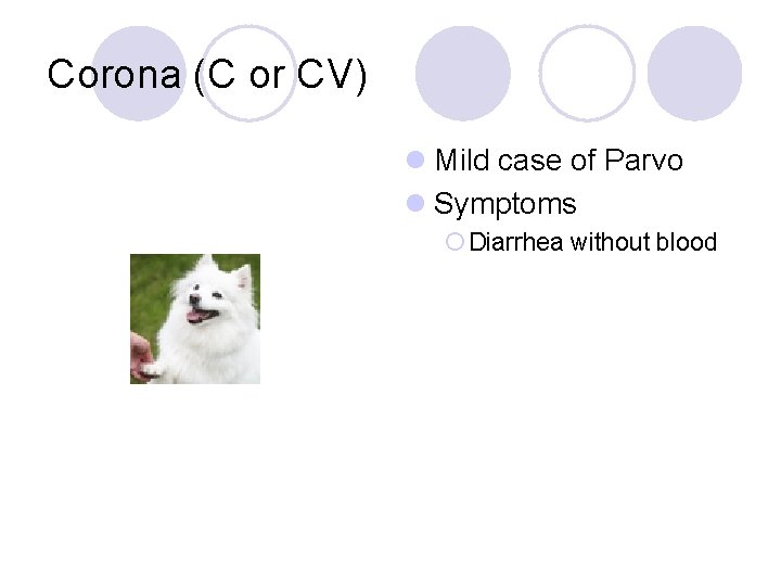 Corona (C or CV) l Mild case of Parvo l Symptoms ¡ Diarrhea without