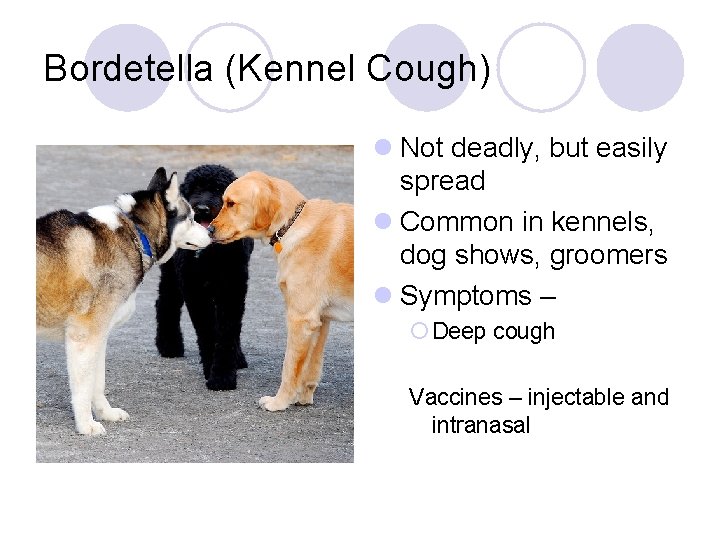 Bordetella (Kennel Cough) l Not deadly, but easily spread l Common in kennels, dog