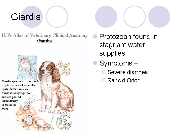 Giardia l Protozoan found in stagnant water supplies l Symptoms – ¡ Severe diarrhea