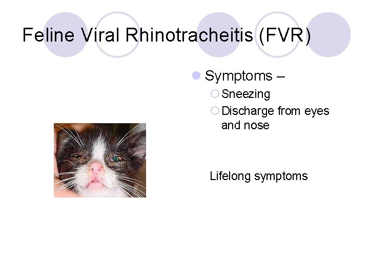 Feline Viral Rhinotracheitis (FVR) l Symptoms – ¡ Sneezing ¡ Discharge from eyes and