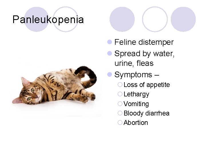 Panleukopenia l Feline distemper l Spread by water, urine, fleas l Symptoms – ¡