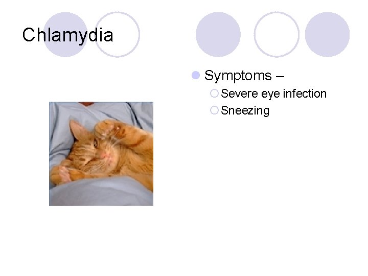 Chlamydia l Symptoms – ¡ Severe eye infection ¡ Sneezing 