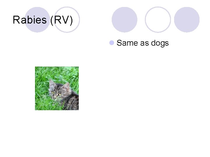 Rabies (RV) l Same as dogs 