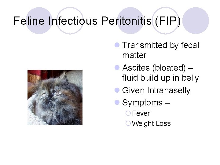 Feline Infectious Peritonitis (FIP) l Transmitted by fecal matter l Ascites (bloated) – fluid