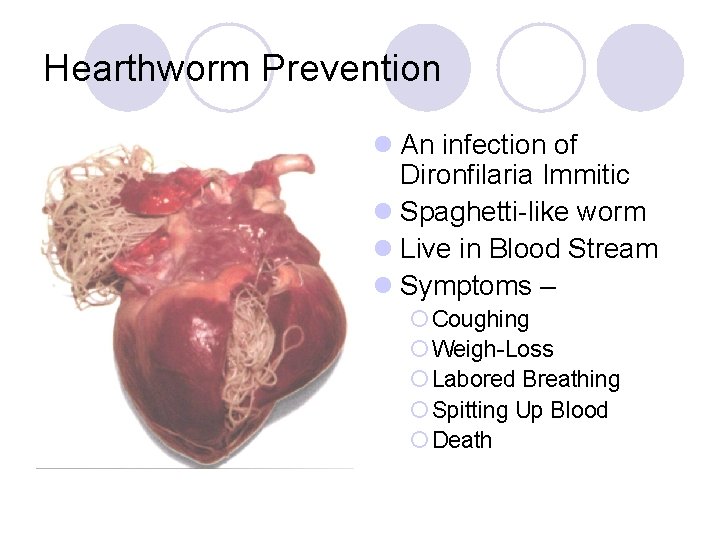 Hearthworm Prevention l An infection of Dironfilaria Immitic l Spaghetti-like worm l Live in