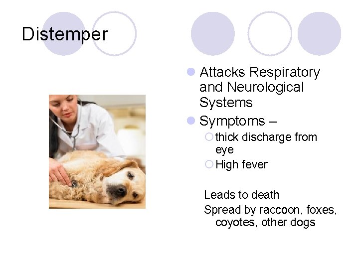 Distemper l Attacks Respiratory and Neurological Systems l Symptoms – ¡ thick discharge from