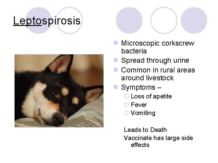 Leptospirosis l Microscopic corkscrew bacteria l Spread through urine l Common in rural areas