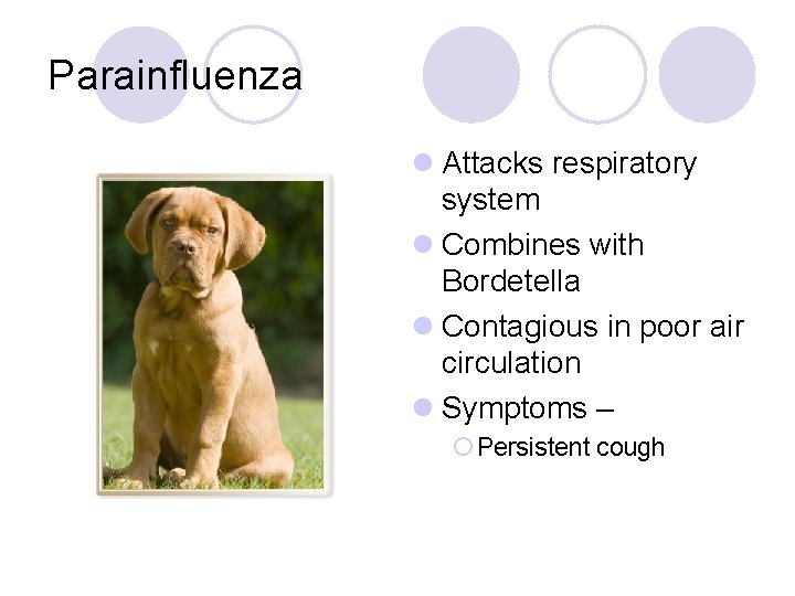 Parainfluenza l Attacks respiratory system l Combines with Bordetella l Contagious in poor air