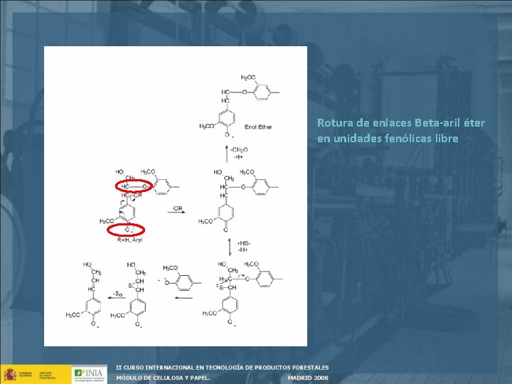 Rotura de enlaces Beta-aril éter en unidades fenólicas libre 