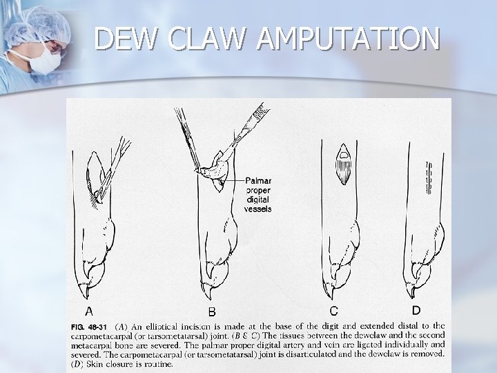 DEW CLAW AMPUTATION DEW CLAW AMPUTATION