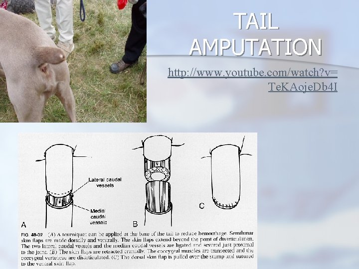 TAIL AMPUTATION http: //www. youtube. com/watch? v= Te. KAoje. Db 4 I TAIL AMPUTATION http: //www. youtube. com/watch? v= Te. KAoje. Db 4 I