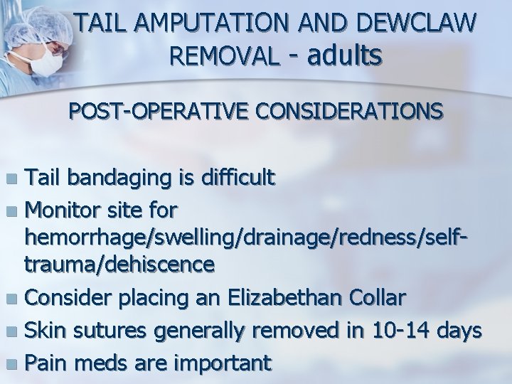 TAIL AMPUTATION AND DEWCLAW REMOVAL - adults POST-OPERATIVE CONSIDERATIONS Tail bandaging is difficult n TAIL AMPUTATION AND DEWCLAW REMOVAL - adults POST-OPERATIVE CONSIDERATIONS Tail bandaging is difficult n
