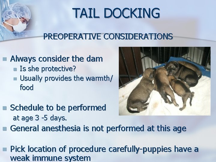 TAIL DOCKING PREOPERATIVE CONSIDERATIONS n Always consider the dam n n n Is she TAIL DOCKING PREOPERATIVE CONSIDERATIONS n Always consider the dam n n n Is she