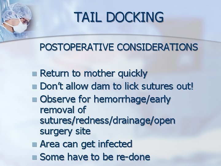 TAIL DOCKING POSTOPERATIVE CONSIDERATIONS Return to mother quickly n Don’t allow dam to lick TAIL DOCKING POSTOPERATIVE CONSIDERATIONS Return to mother quickly n Don’t allow dam to lick