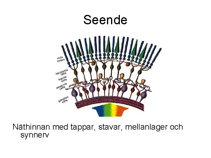 Seende Näthinnan med tappar, stavar, mellanlager och synnerv Seende Näthinnan med tappar, stavar, mellanlager och synnerv