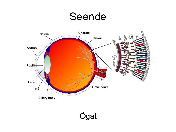 Seende Ögat Seende Ögat