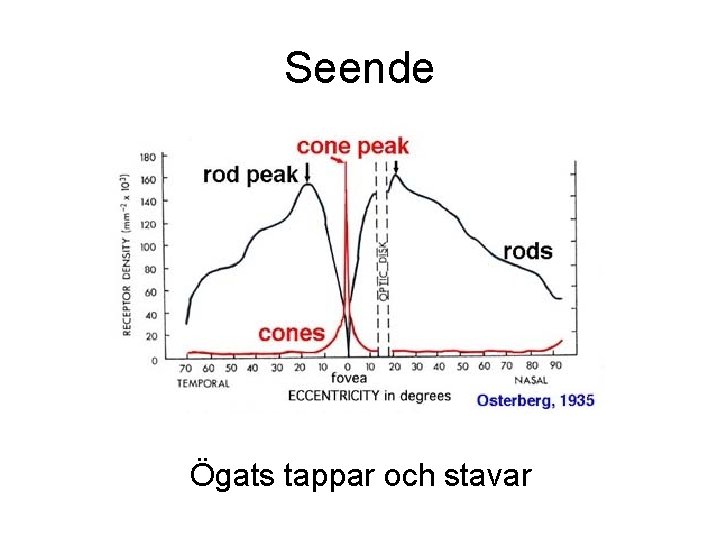 Seende Ögats tappar och stavar Seende Ögats tappar och stavar