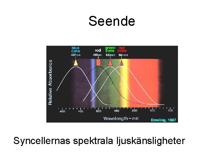 Seende Syncellernas spektrala ljuskänsligheter Seende Syncellernas spektrala ljuskänsligheter