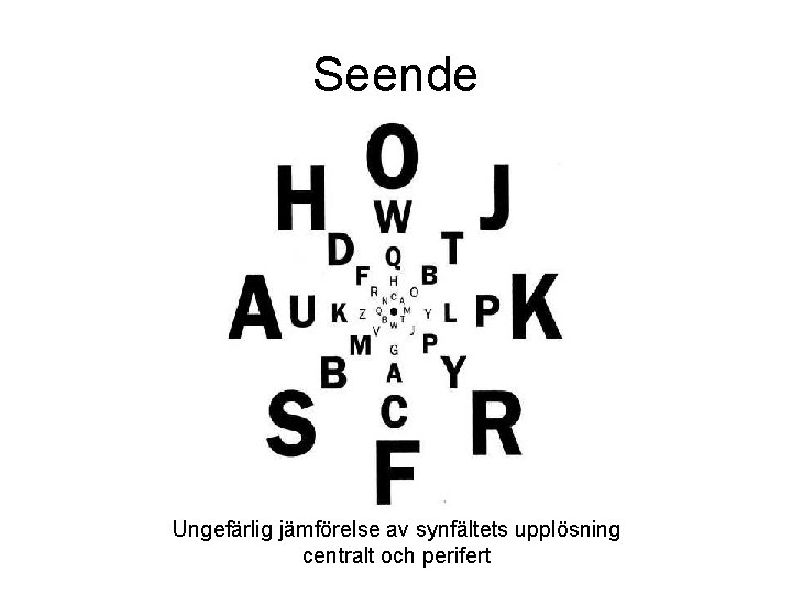 Seende Ungefärlig jämförelse av synfältets upplösning centralt och perifert Seende Ungefärlig jämförelse av synfältets upplösning centralt och perifert