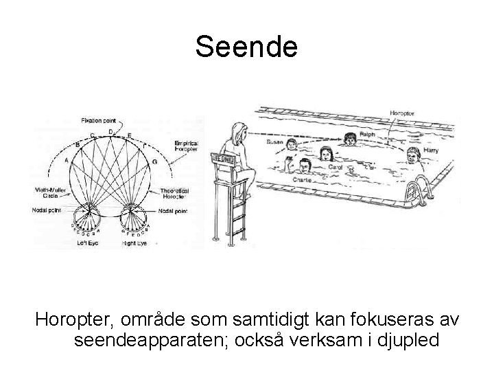 Seende Horopter, område som samtidigt kan fokuseras av seendeapparaten; också verksam i djupled Seende Horopter, område som samtidigt kan fokuseras av seendeapparaten; också verksam i djupled
