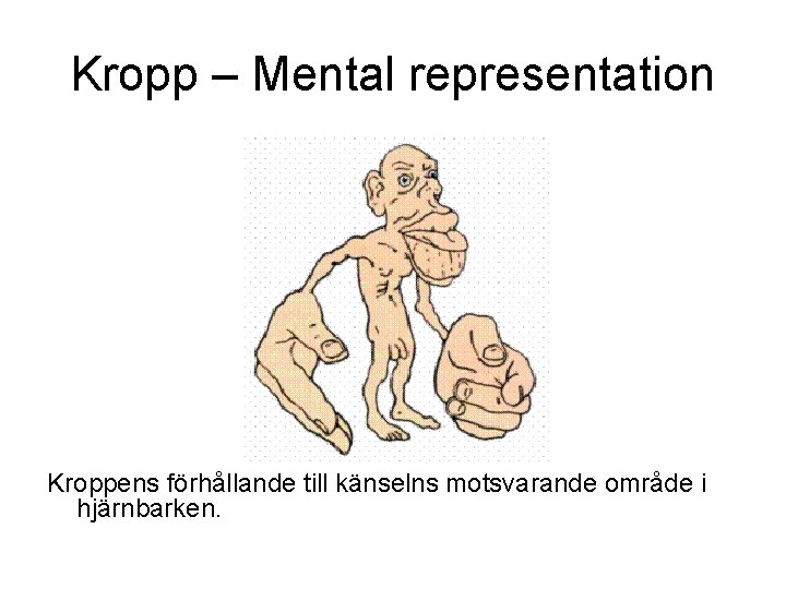 Kropp – Mental representation Kroppens förhållande till känselns motsvarande område i hjärnbarken. Kropp – Mental representation Kroppens förhållande till känselns motsvarande område i hjärnbarken.