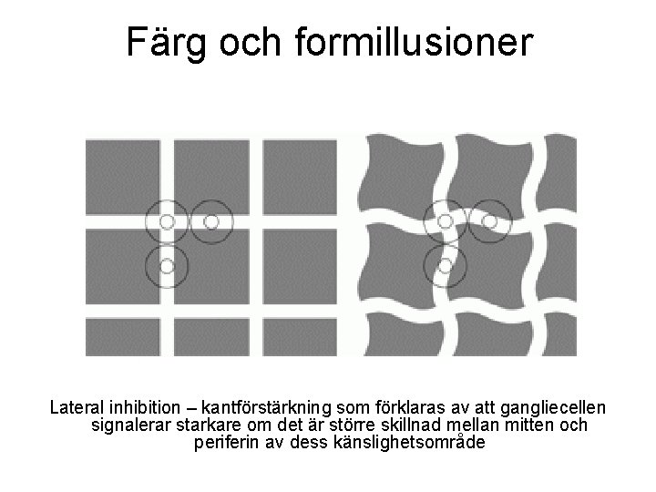 Färg och formillusioner Lateral inhibition – kantförstärkning som förklaras av att gangliecellen signalerar starkare Färg och formillusioner Lateral inhibition – kantförstärkning som förklaras av att gangliecellen signalerar starkare