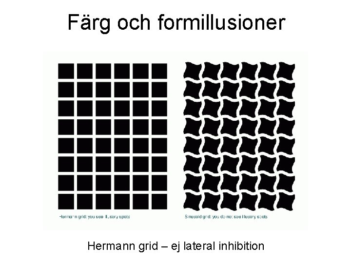 Färg och formillusioner Hermann grid – ej lateral inhibition Färg och formillusioner Hermann grid – ej lateral inhibition