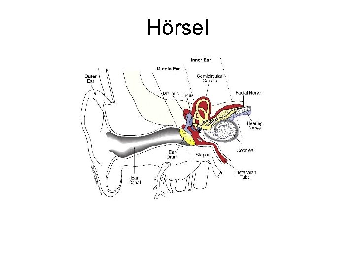 Hörsel Hörsel