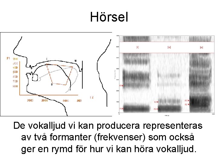 Hörsel De vokalljud vi kan producera representeras av två formanter (frekvenser) som också ger Hörsel De vokalljud vi kan producera representeras av två formanter (frekvenser) som också ger