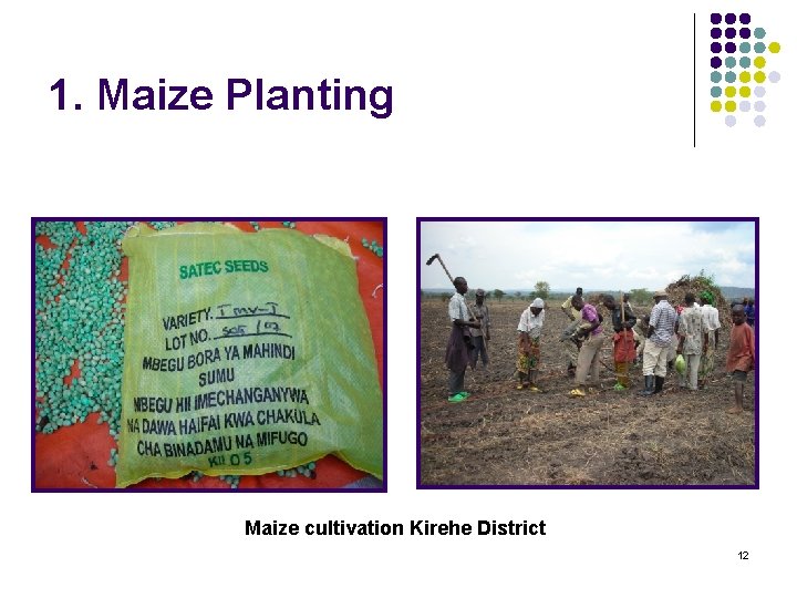 1. Maize Planting Maize cultivation Kirehe District 12 