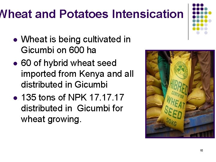 Wheat and Potatoes Intensication l l l Wheat is being cultivated in Gicumbi on